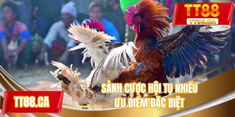 Sảnh cược hội tụ nhiều ưu điểm đặc biệt