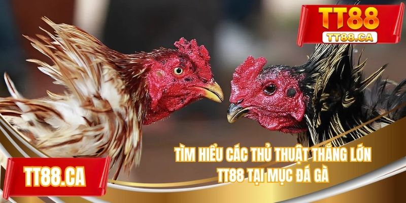 Tìm hiểu các thủ thuật thắng lớn TT88 tại mục đá gà